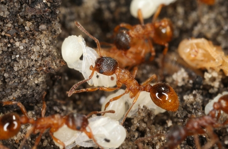 Rote Knotenameise  (Myrmica rubra) - © Gernot Kunz